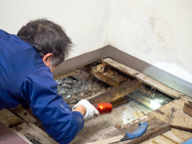 Best Crawl Space Mold Remediation in Daytona Beach, FL