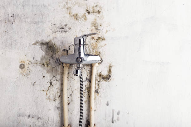 Best Basement Mold Remediation in Daytona Beach, FL