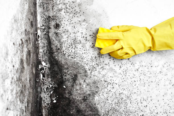 Best Post-Flood Mold Remediation in Daytona Beach, FL