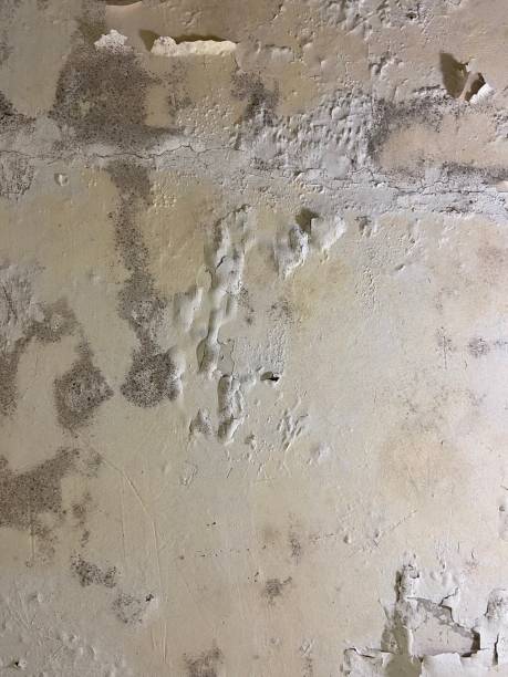 Best White Mold Remediation in Daytona Beach, FL