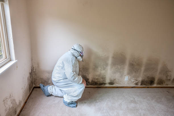 Best Black Mold Remediation in Daytona Beach, FL