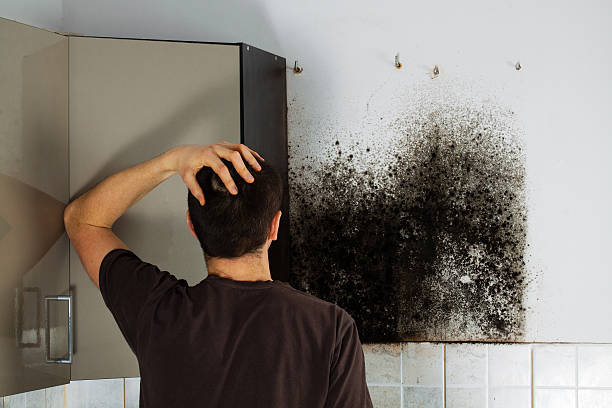 Best Attic Mold Remediation in Daytona Beach, FL